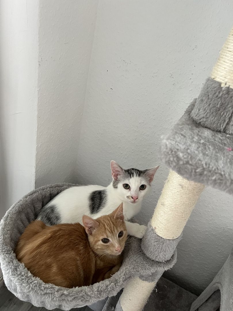 2 Kater dringend abzugeben