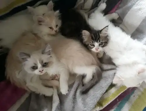 Perser Ragdoll kitten Katzenbabys 