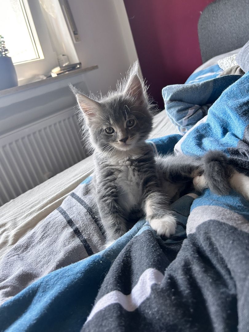 5 wunderschöne Maine coon Kitten suchen ein neues zu hause
