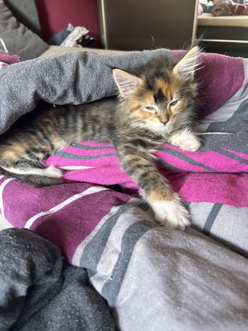 5 wunderschöne Maine coon Kitten suchen ein neues zu hause