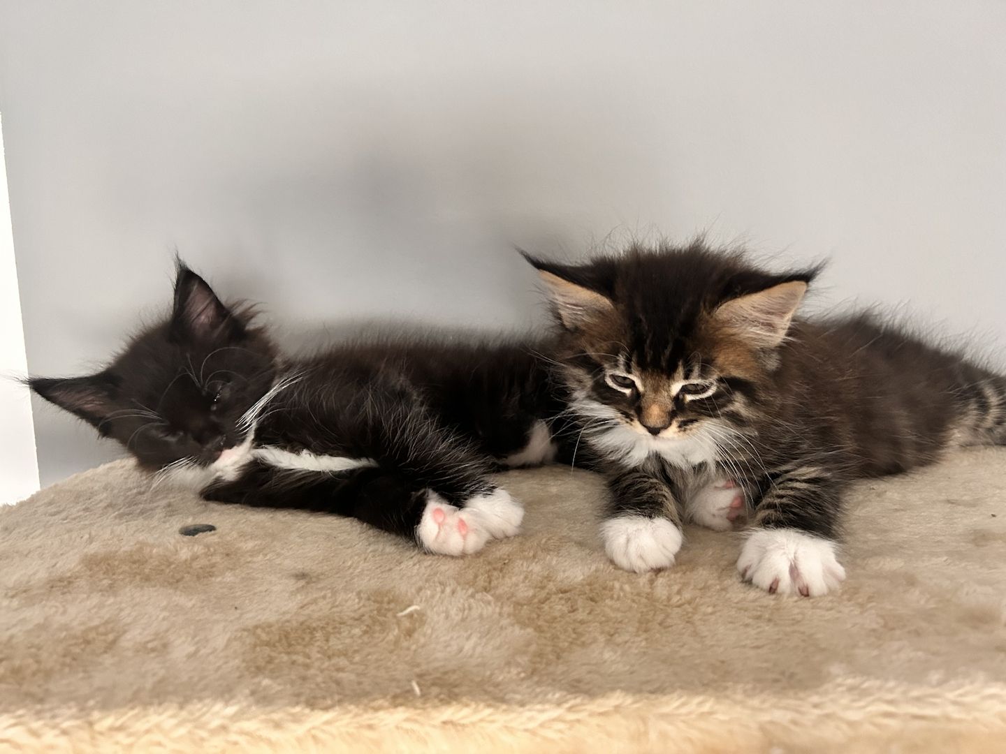 5 wunderschöne Maine coon Kitten suchen ein neues zu hause