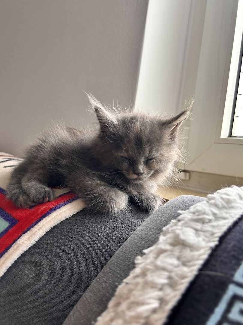 5 wunderschöne Maine coon Kitten suchen ein neues zu hause