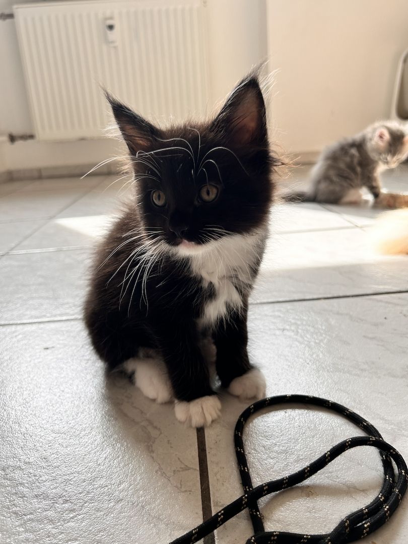 5 wunderschöne Maine coon Kitten suchen ein neues zu hause