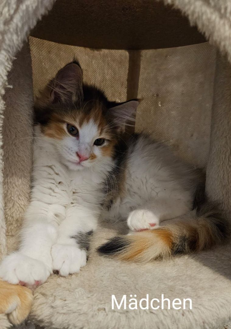 Maine Coon Kitten