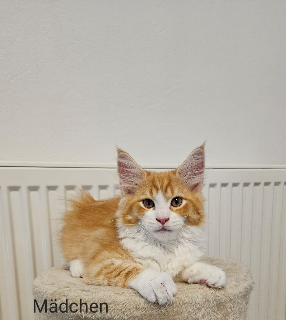 Maine Coon Kitten