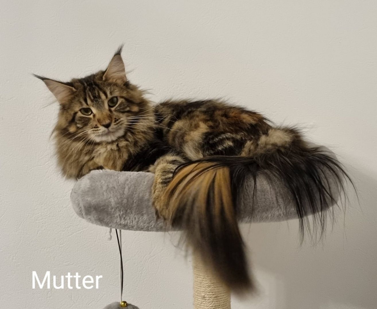 Maine Coon Kitten