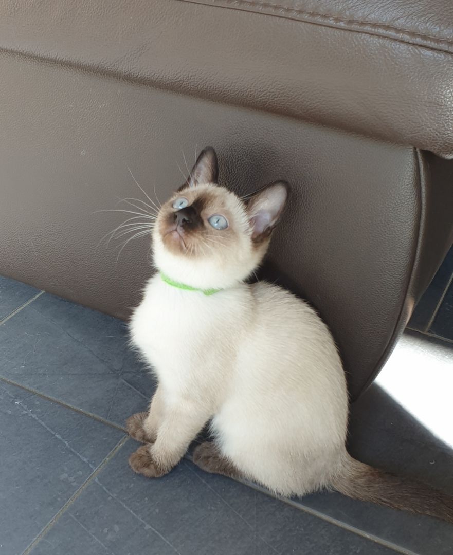 Kitten reinrassige SIAM abgabebeteit 