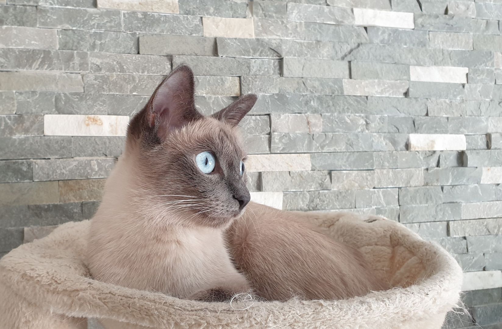 Kitten reinrassige SIAM abgabebeteit 