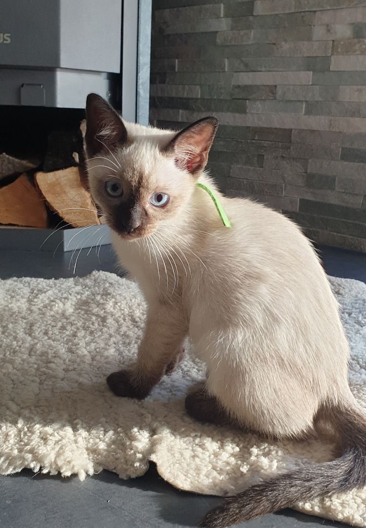 Kitten reinrassige SIAM abgabebeteit 