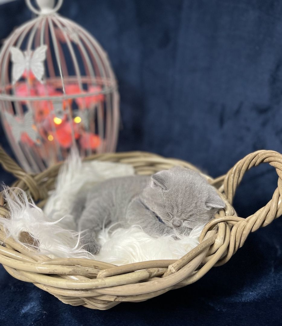 Zuckersüßer BKH Kitten