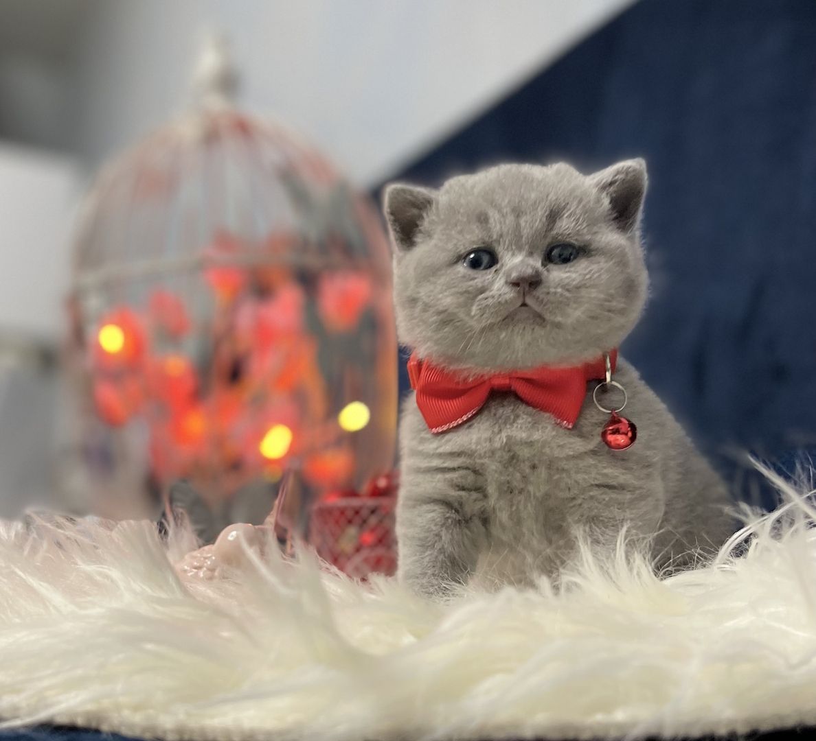 Zuckersüßer BKH Kitten