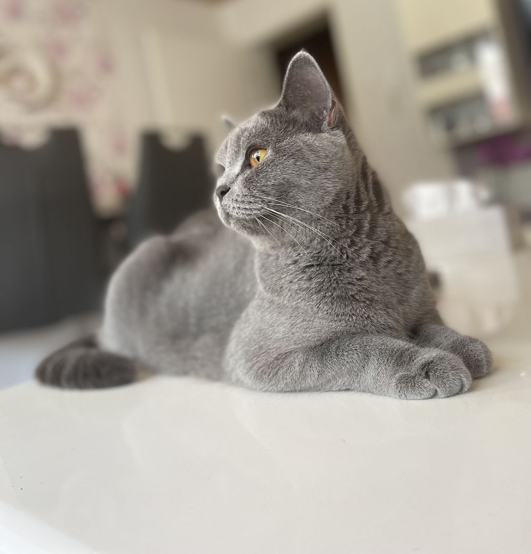 Zuckersüßer BKH Kitten