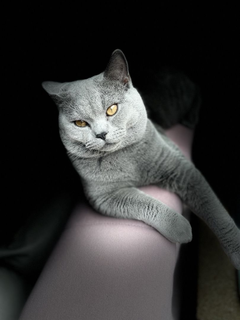 Zuckersüßer BKH Kitten