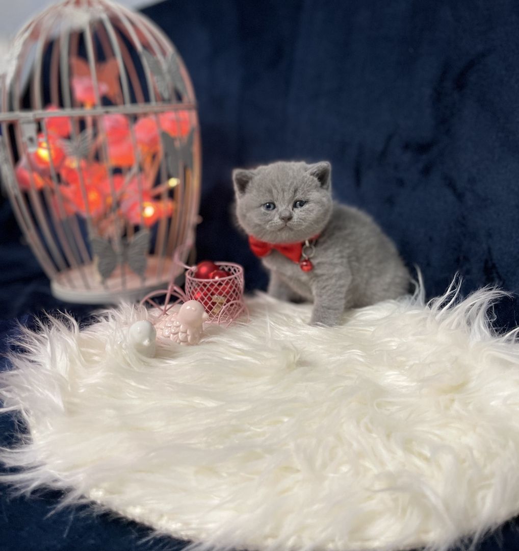 Zuckersüßer BKH Kitten