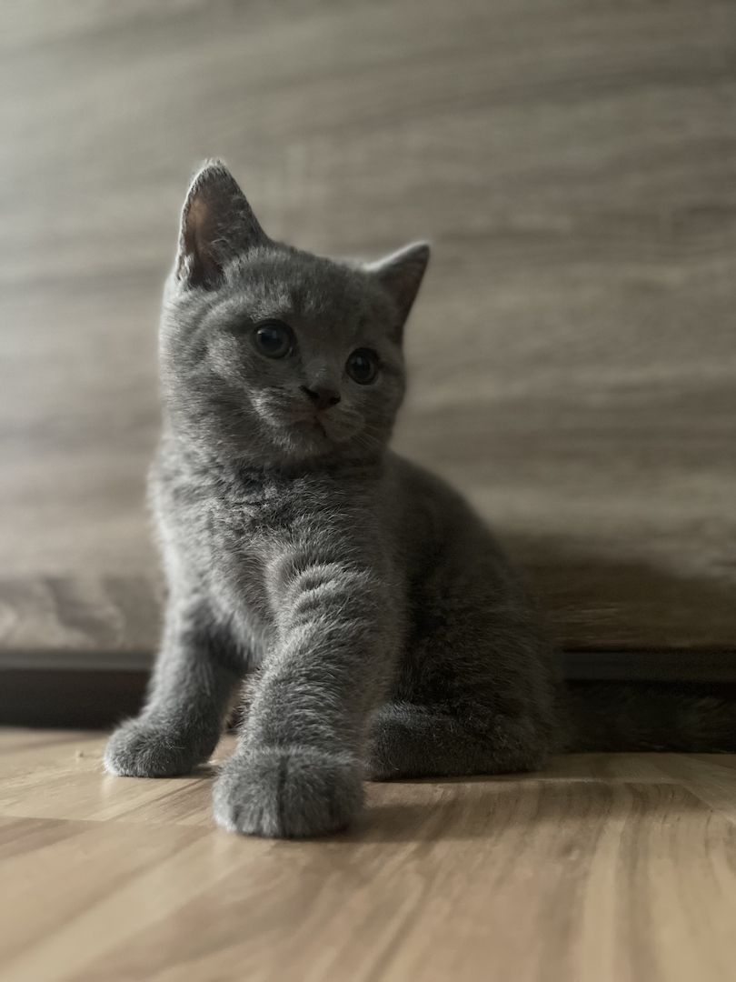 Zuckersüßer BKH Kitten