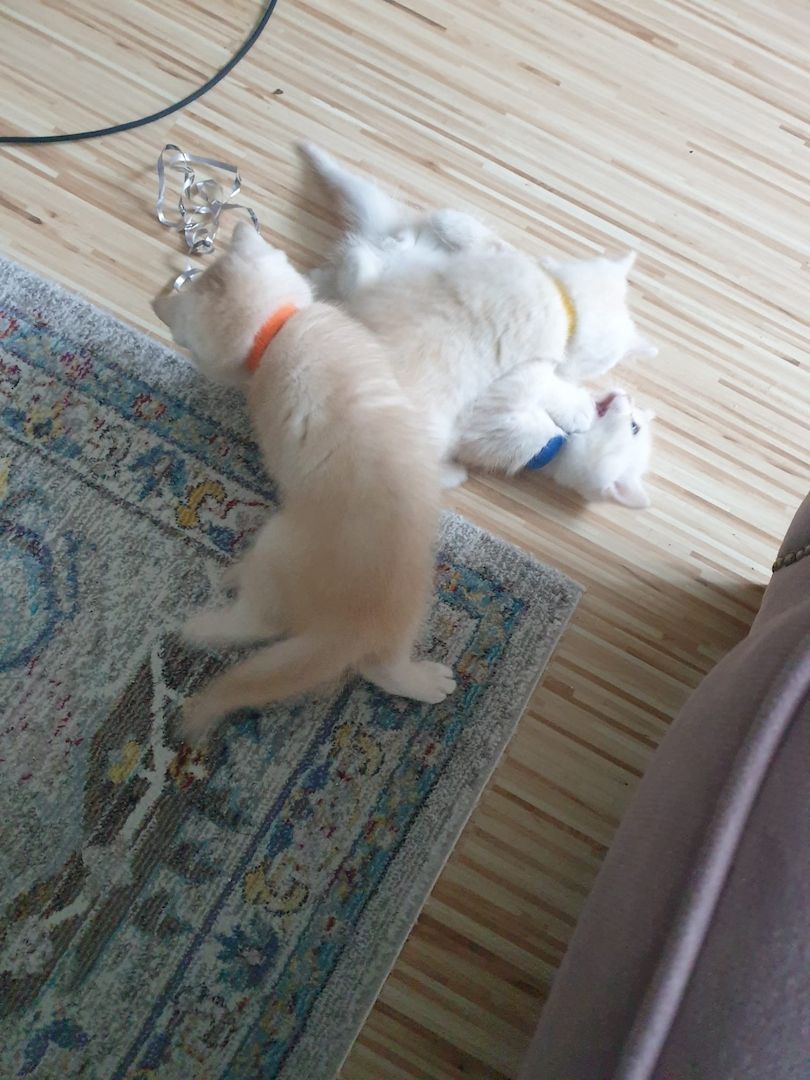 BKH Kitten noch 2 Mädchen verfügbar