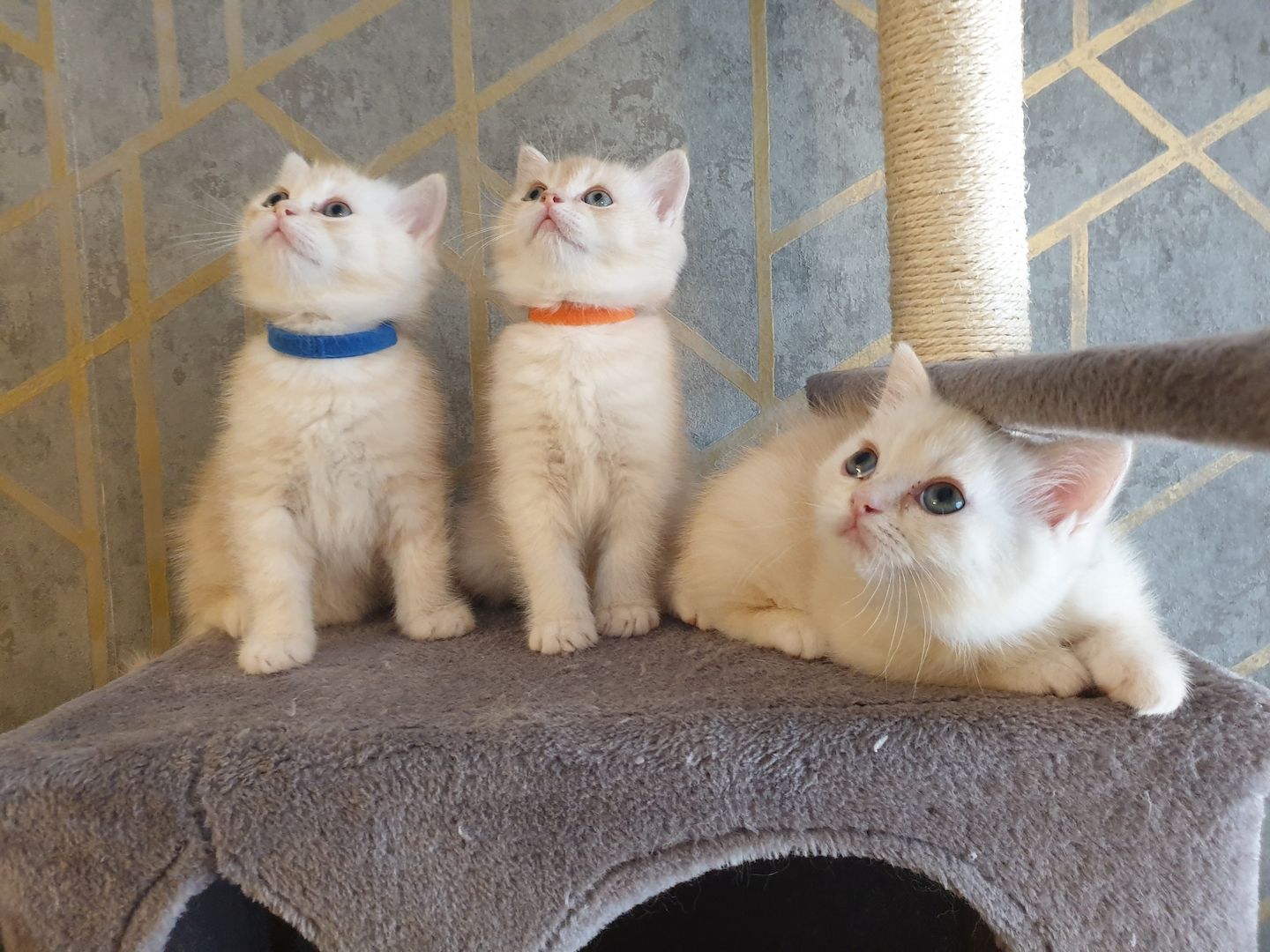 BKH Kitten noch 2 Mädchen verfügbar