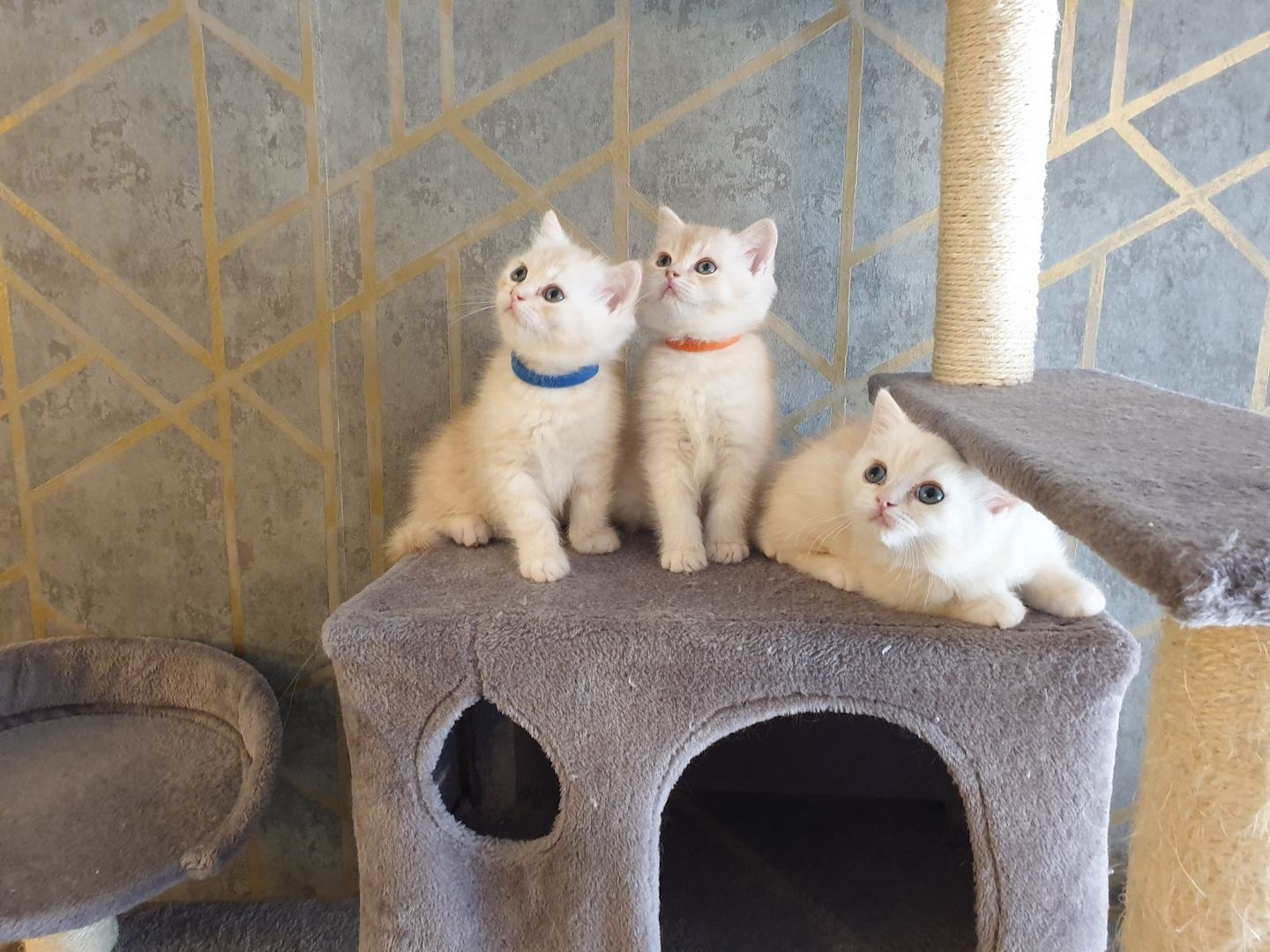 BKH Kitten noch 2 Mädchen verfügbar