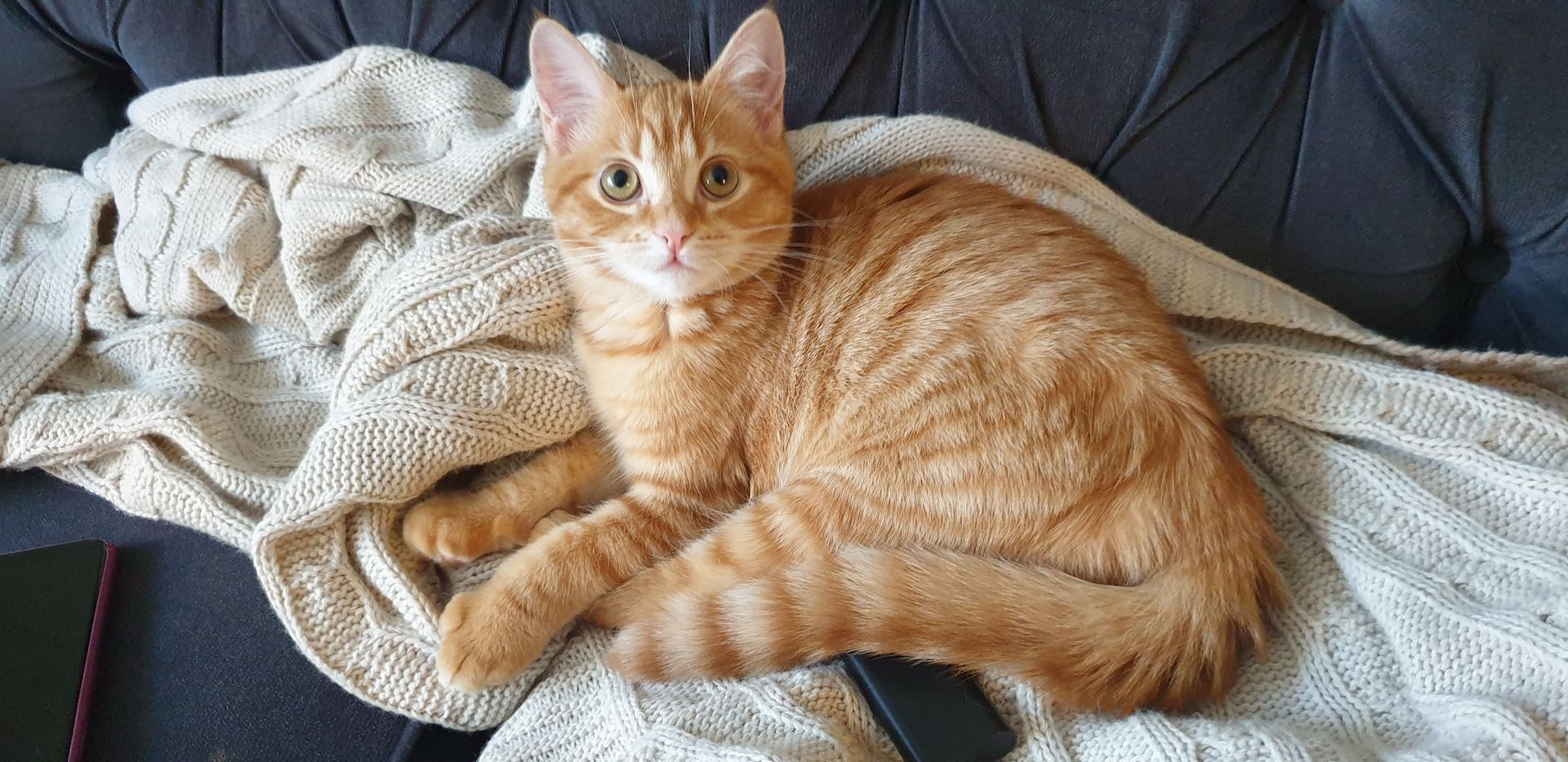 BKH Kitten noch 2 Mädchen verfügbar