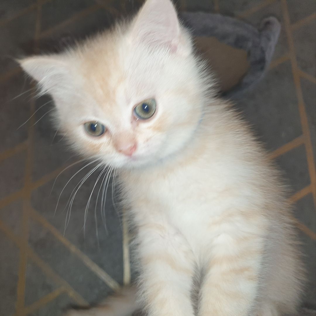 BKH Kitten noch 2 Mädchen verfügbar