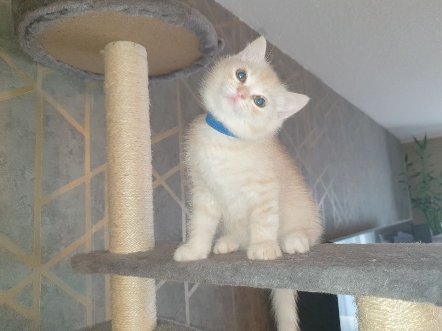 BKH Kitten noch 2 Mädchen verfügbar