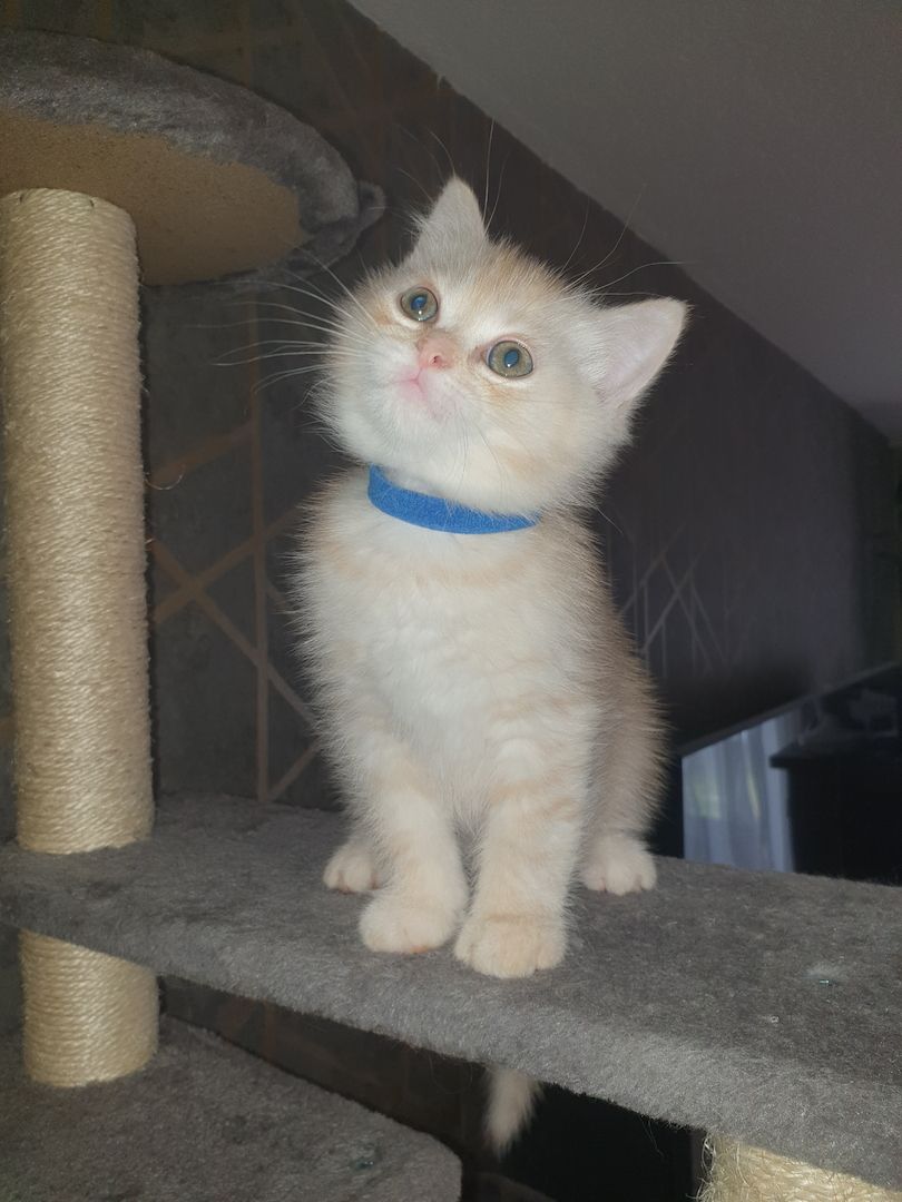 BKH Kitten noch 2 Mädchen verfügbar