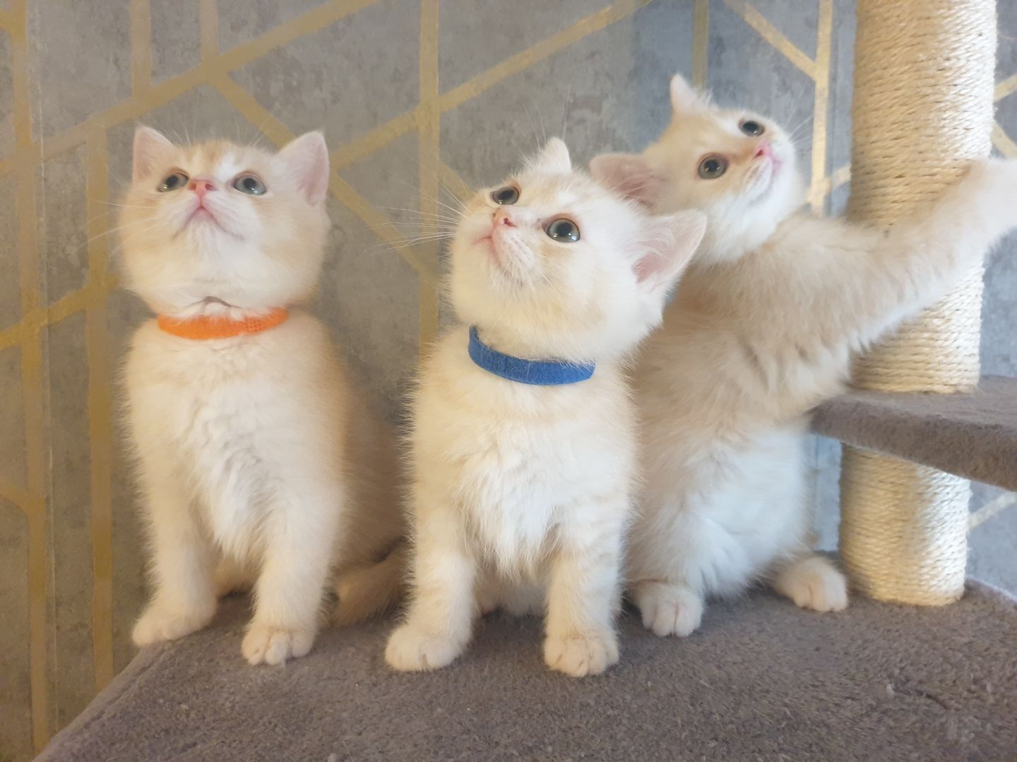 BKH Kitten noch 2 Mädchen verfügbar