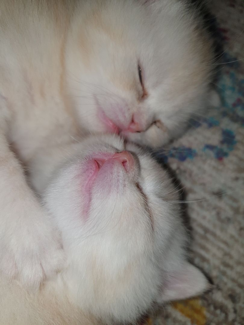 BKH Kitten noch 2 Mädchen verfügbar