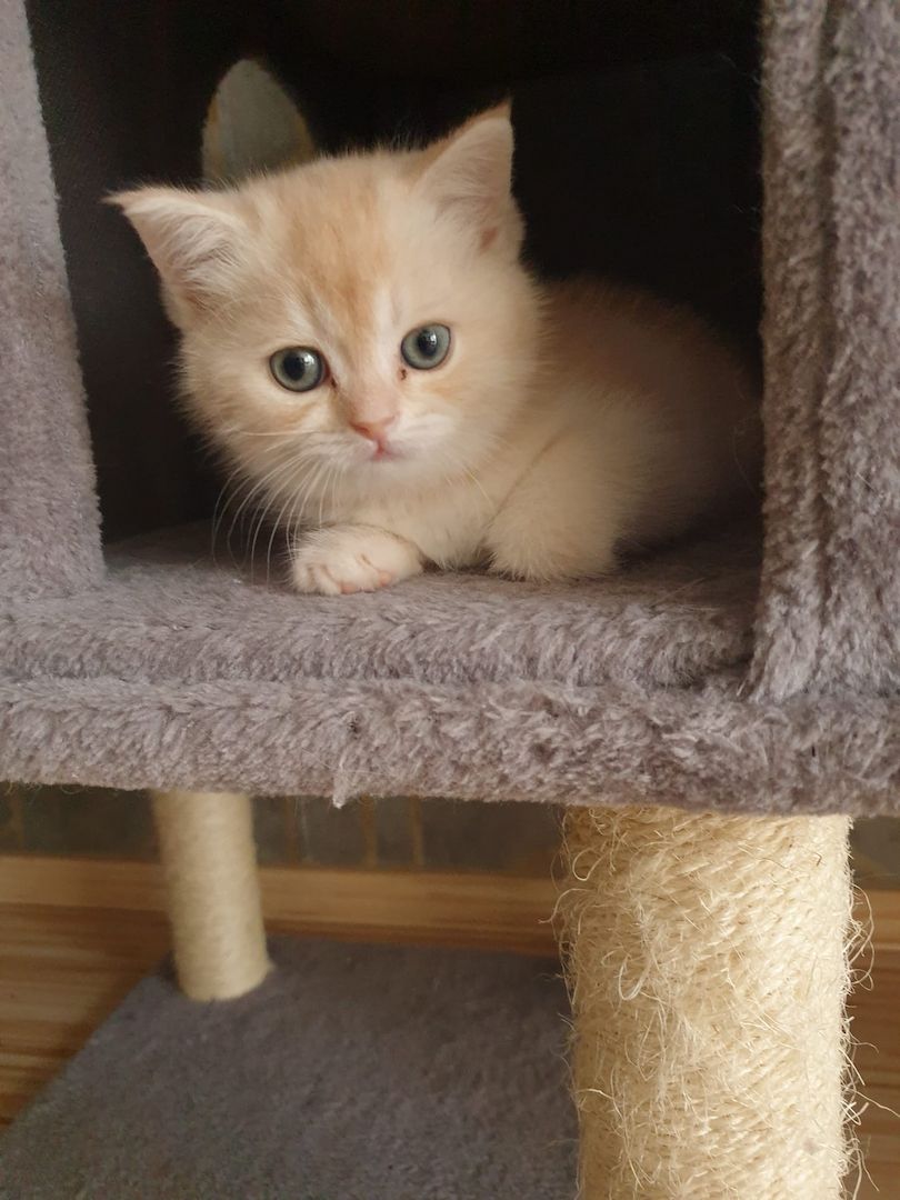 BKH Kitten noch 2 Mädchen verfügbar