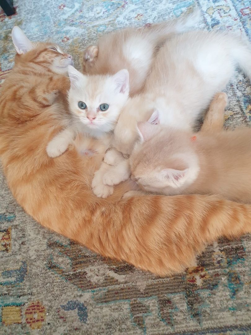 BKH Kitten noch 2 Mädchen verfügbar