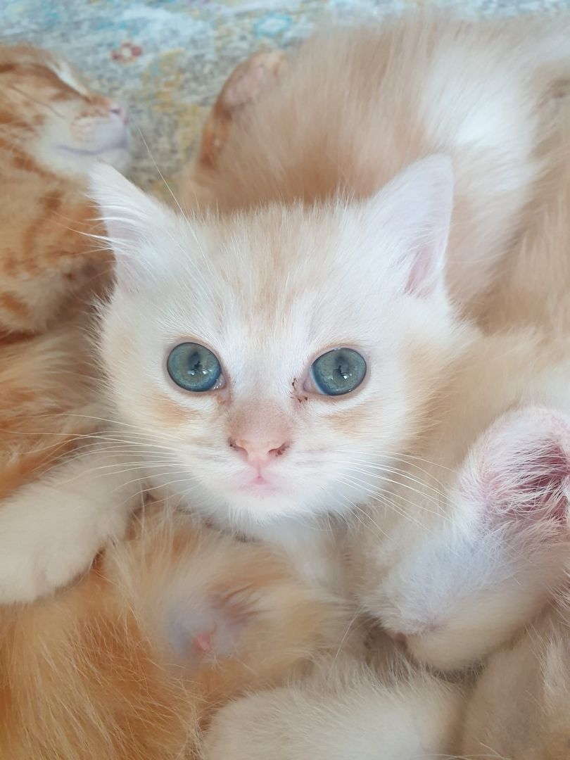 BKH Kitten noch 2 Mädchen verfügbar