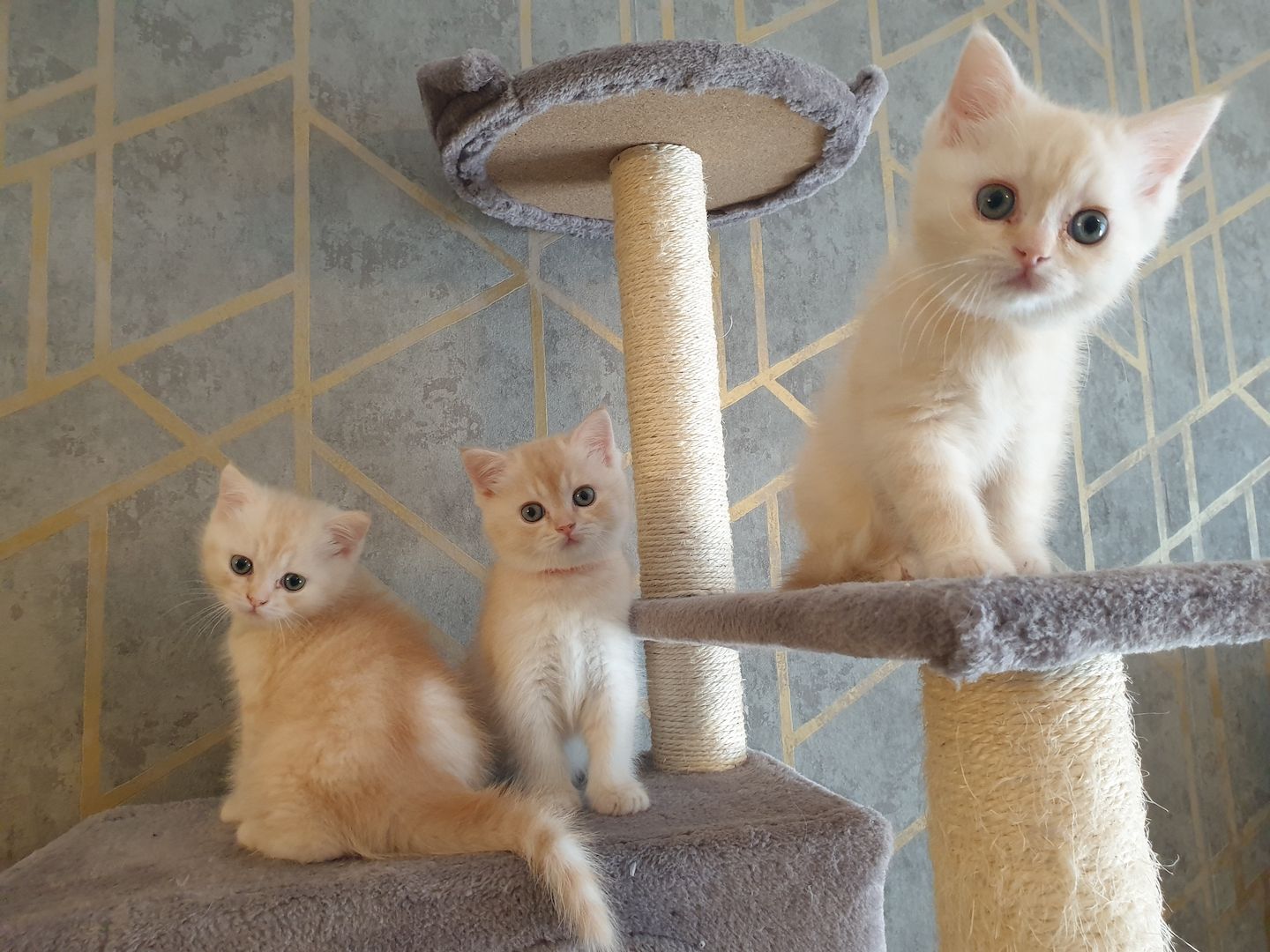 BKH Kitten noch 2 Mädchen verfügbar