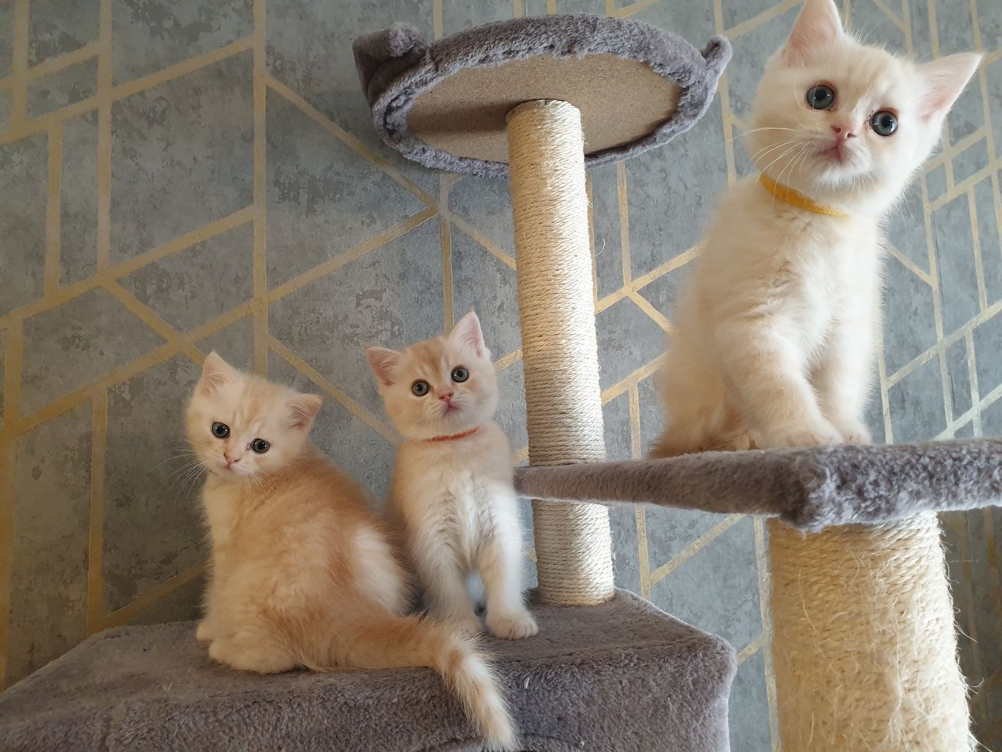 BKH Kitten noch 2 Mädchen verfügbar