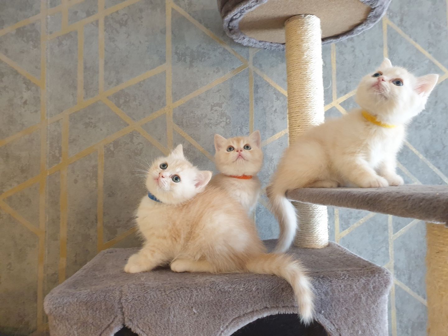 BKH Kitten noch 2 Mädchen verfügbar