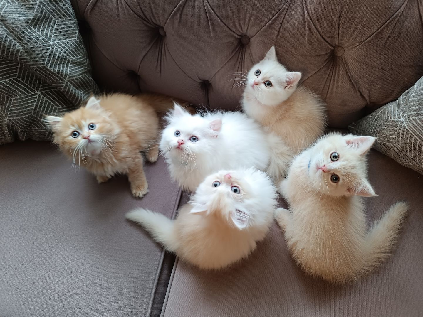 BKH BLH Kitten reinrassig