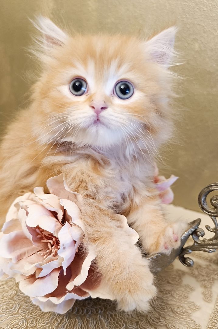 BKH BLH Kitten reinrassig