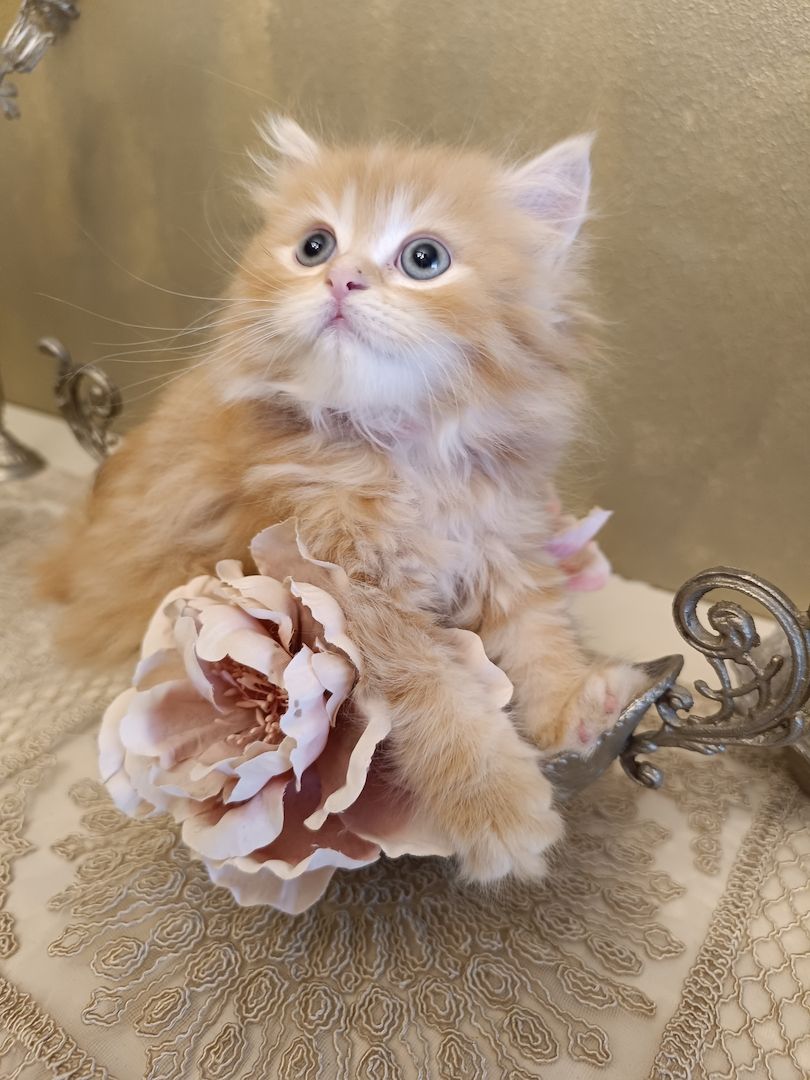 BKH BLH Kitten reinrassig