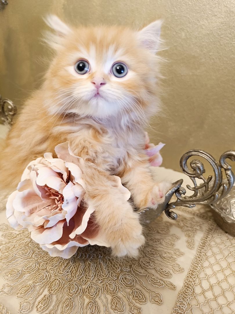 BKH BLH Kitten reinrassig