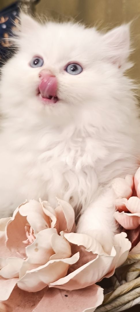 BKH BLH Kitten reinrassig