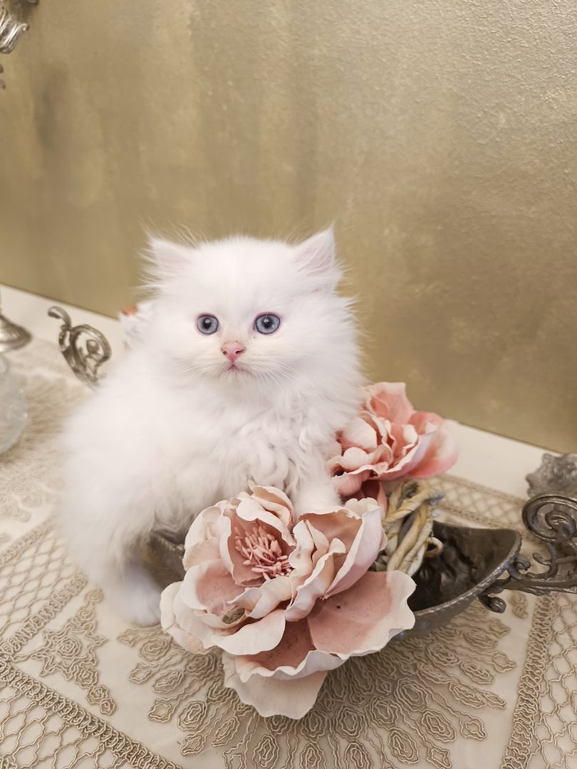 BKH BLH Kitten reinrassig