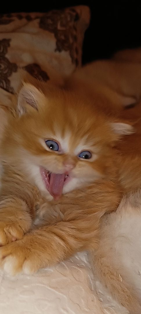 BKH BLH Kitten reinrassig