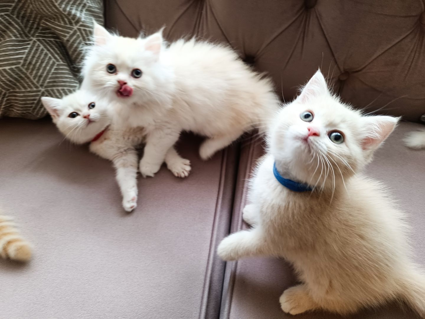 BKH BLH Kitten reinrassig