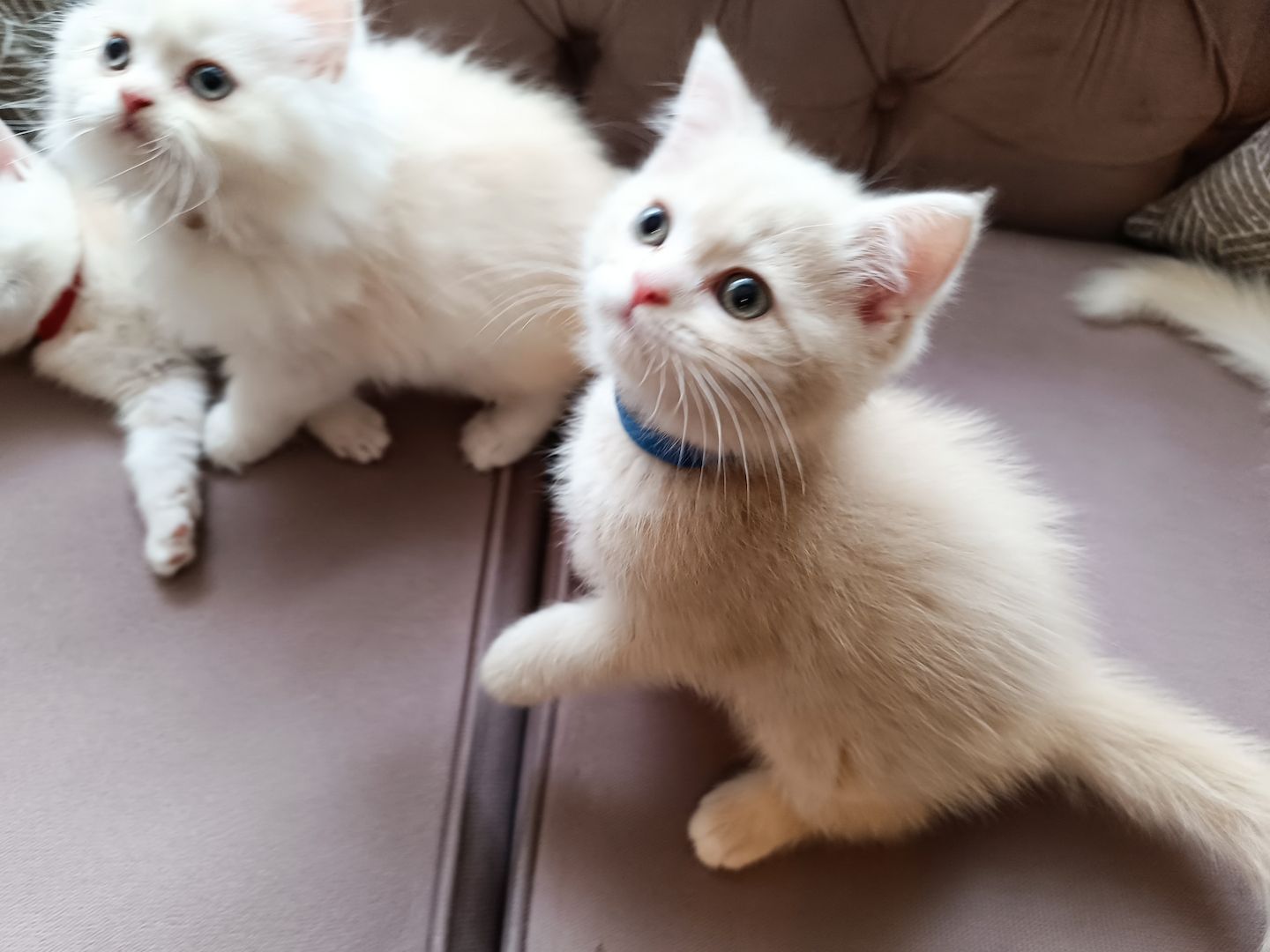 BKH BLH Kitten reinrassig