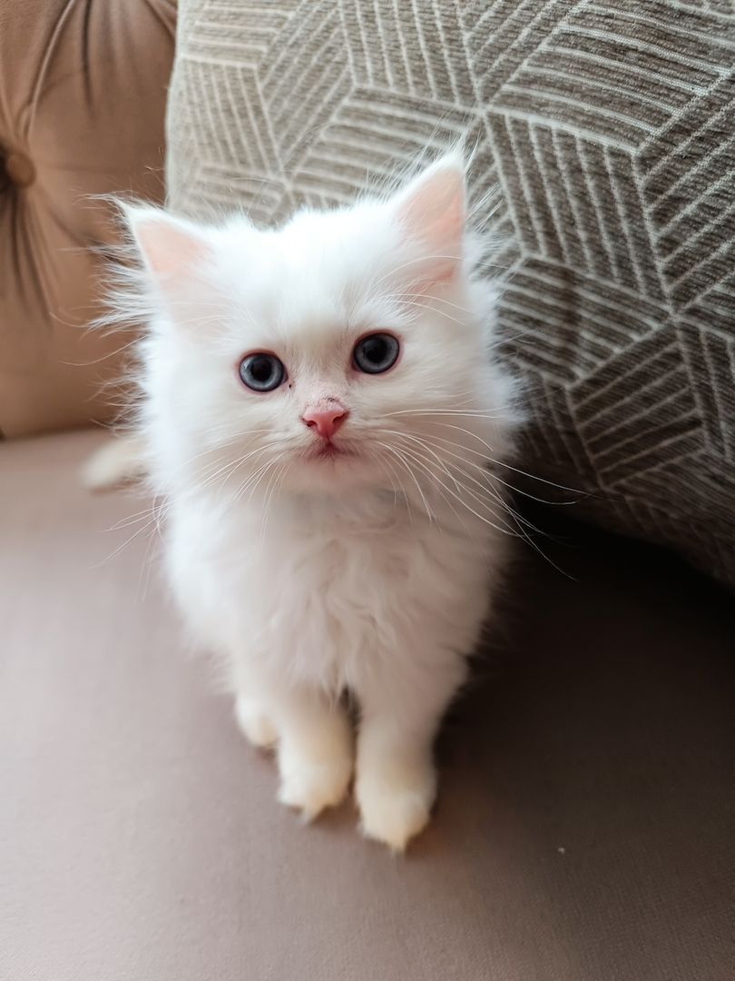 BKH BLH Kitten reinrassig