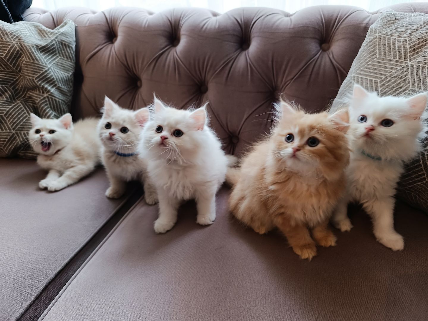 BKH BLH Kitten reinrassig