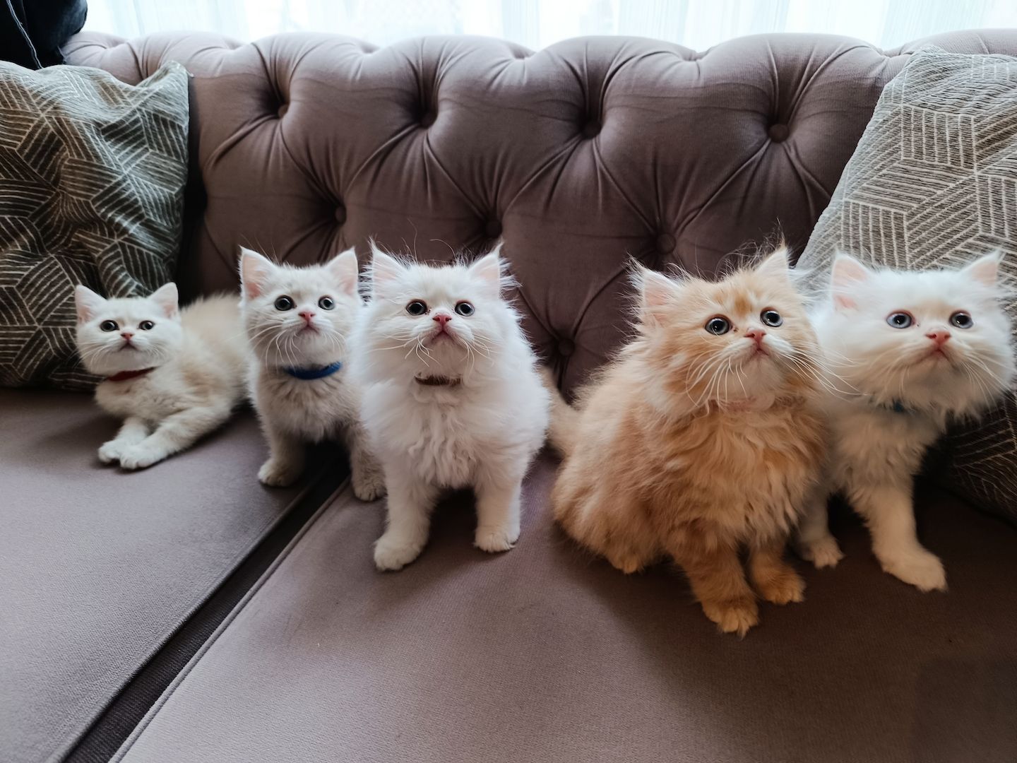 BKH BLH Kitten reinrassig