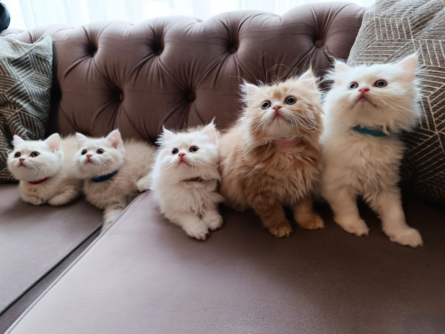 BKH BLH Kitten reinrassig