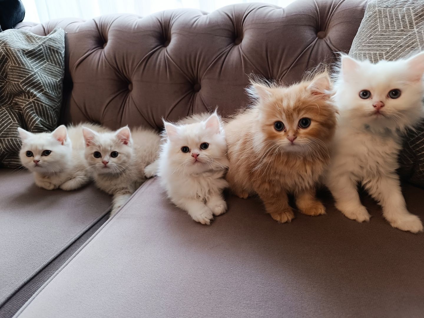 BKH BLH Kitten reinrassig