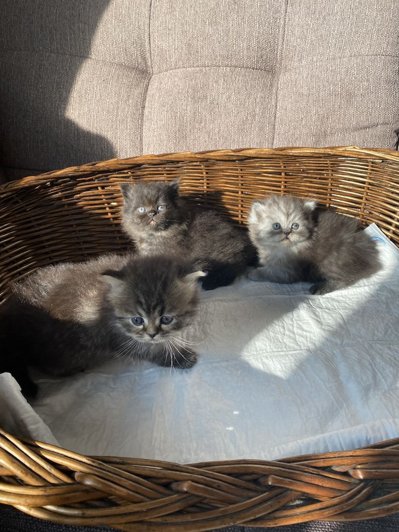 3 kleine Kater suchen ein neues zu Hause 3 kleine Kater suchen ein neues zu Hause