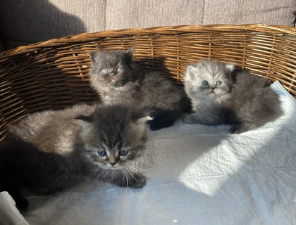 3 kleine Kater suchen ein neues zu Hause